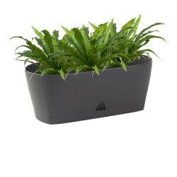 Ovaler Blumenkasten Anthrazit mit Wasserauffangschale...