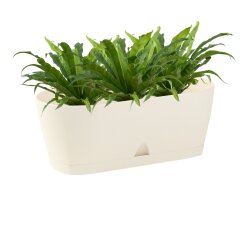 Ovaler Blumenkasten Beige mit Wasserauffangschale...