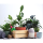 1x mintgrün Engelland moderner Blumentopf mit Drainagesystem Pflanztopf-Kübel widerstandsfähig rund wetterfest Kunststoff Ø 21 cm